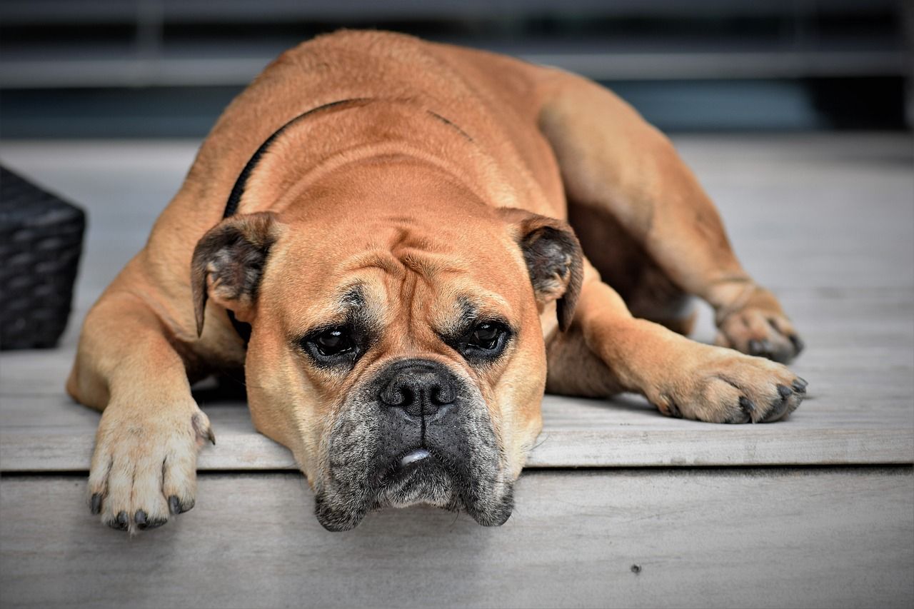 continental bulldog, dog, nature-2437110.jpg